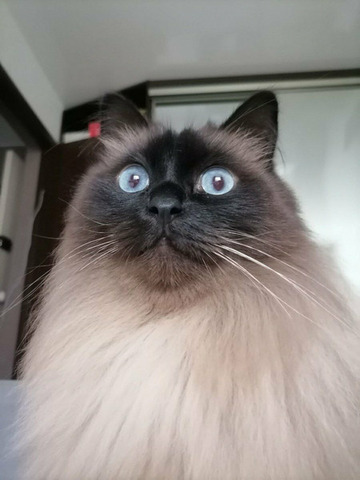 Гостиница для животных - 10/10