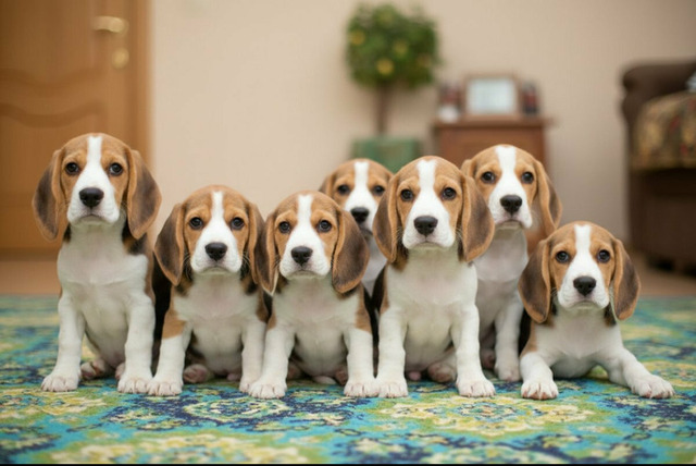 Щенки бигля уже в продаже