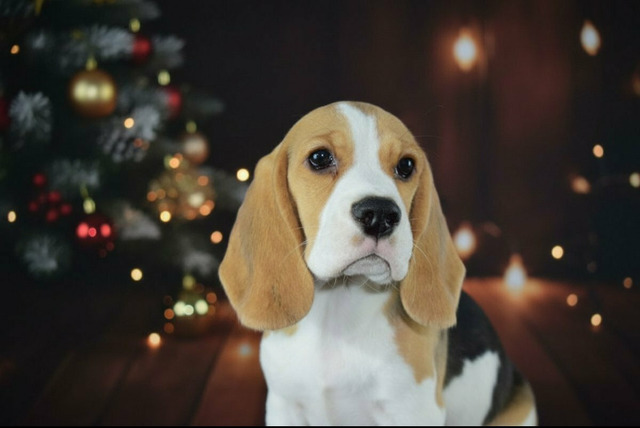 Щенок бигля девочка - 1/3