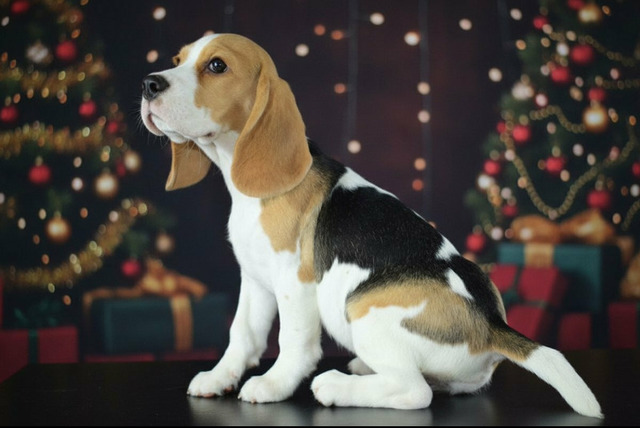 Щенок бигля девочка - 2/3