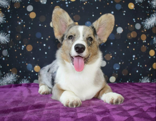 Корги мраморный