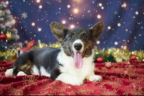 Корги триколор