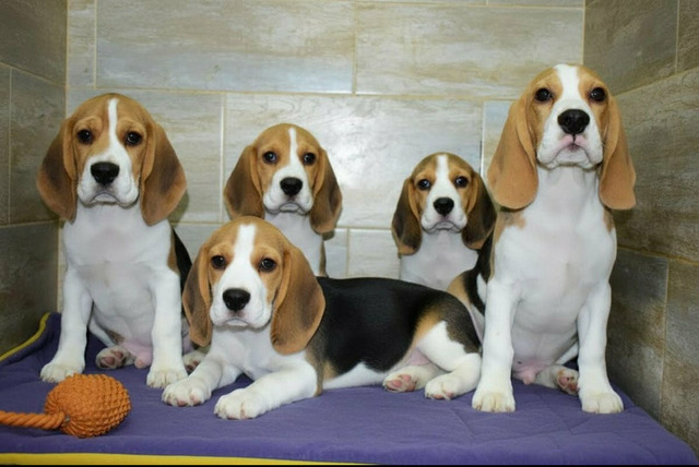 Щенки Бигля от родителей Чемпионов