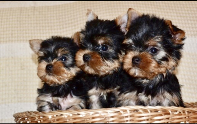 Щенки йоркширского терьера мини в Иркутске - 1/6