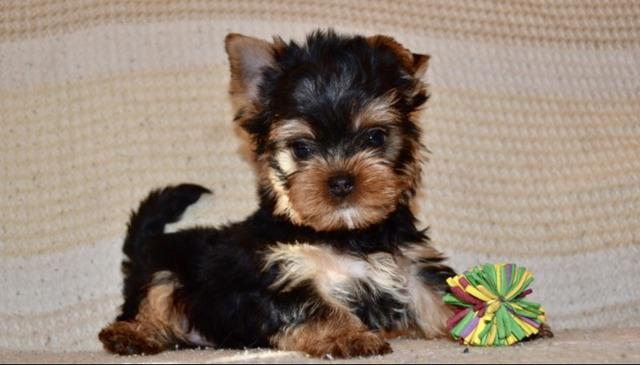 Щенки йоркширского терьера мини в Иркутске - 2/6