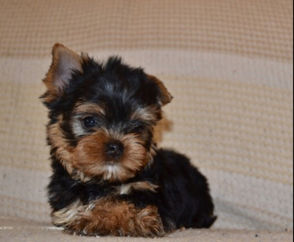 Щенки йоркширского терьера мини в Иркутске - 3/6