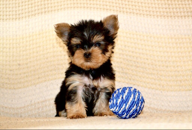 Щенки йоркширского терьера мини в Иркутске - 4/6