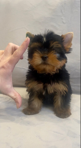 Щенки йоркширского терьера мини в Иркутске - 5/6