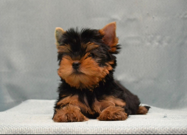 Щенки йоркширского терьера мини в Иркутске - 6/6