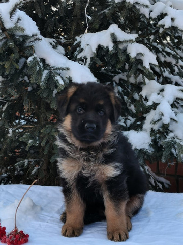 Немецкая овчарка. Щенки в Иркутске - 1/6