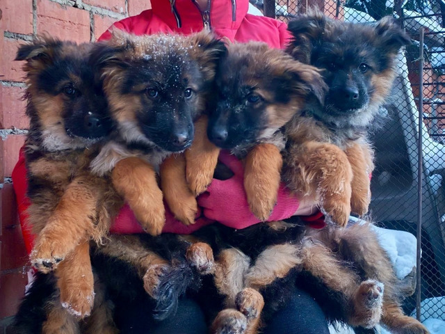 Немецкая овчарка. Щенки в Иркутске - 4/6