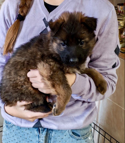 Немецкая овчарка. Щенки в Иркутске - 5/6