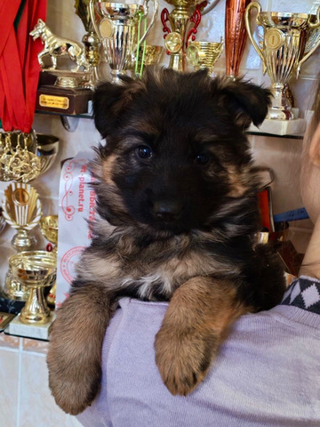 Немецкая овчарка. Щенки в Иркутске - 6/6