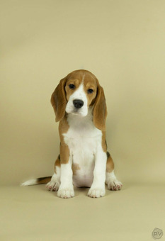 Девочка бигль, ДОРОГО! КАЧЕСТВО!