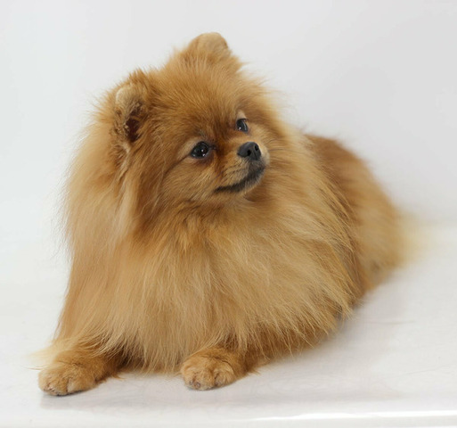 Подрощенные щенки померанского шпица - 1/6