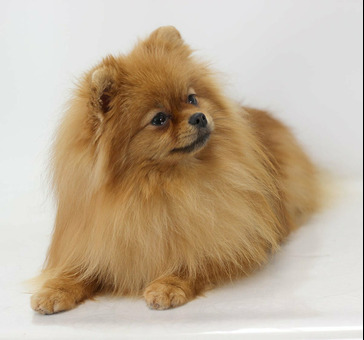 Подрощенные щенки померанского шпица