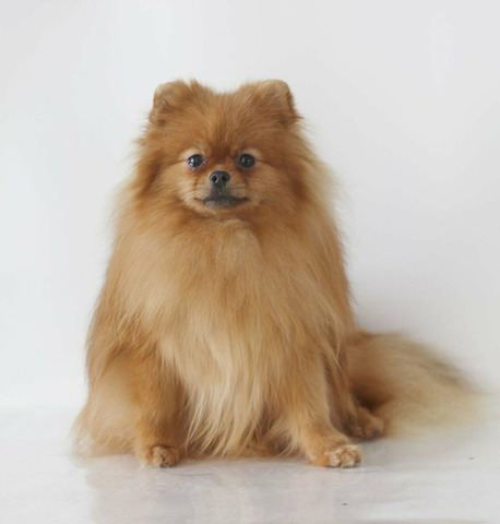 Подрощенные щенки померанского шпица - 2/6