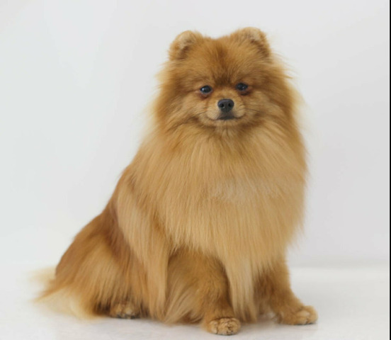 Подрощенные щенки померанского шпица - 4/6