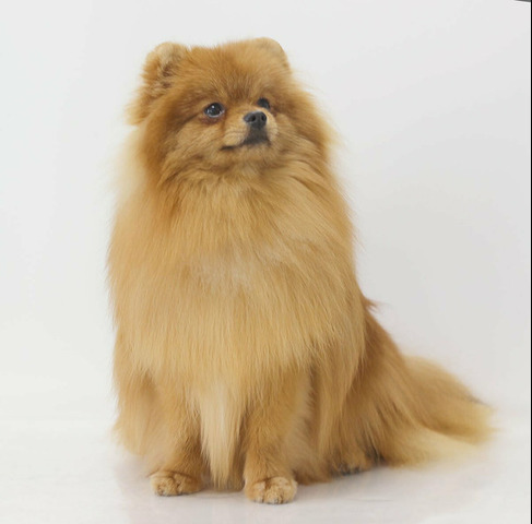 Подрощенные щенки померанского шпица - 5/6