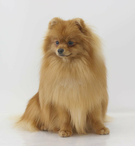 Подрощенные щенки померанского шпица - 6/6