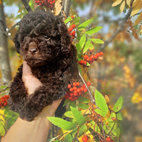 Пудель коричневый, щенки - 1/8