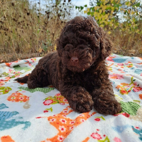 Пудель коричневый, щенки - 2/8