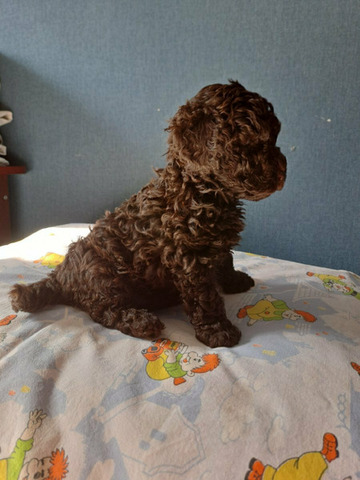 Пудель коричневый, щенки - 3/8