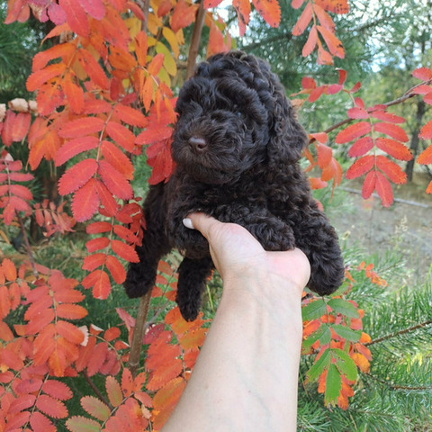 Пудель коричневый, щенки - 4/8