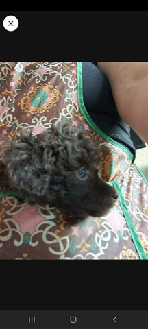 Пудель коричневый, щенки - 5/8