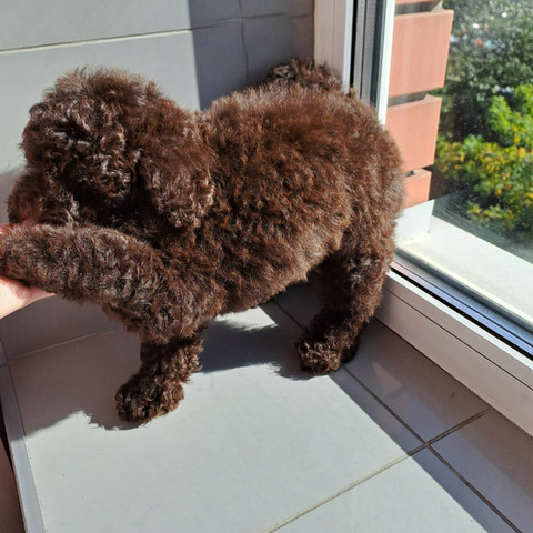 Пудель коричневый, щенки - 6/8