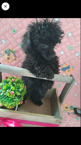 Пудель коричневый, щенки - 7/8