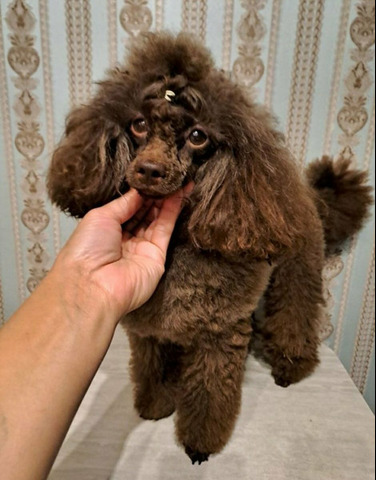 Пудель, раннее бронирование - 1/5