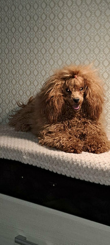 Пудель, раннее бронирование - 2/5