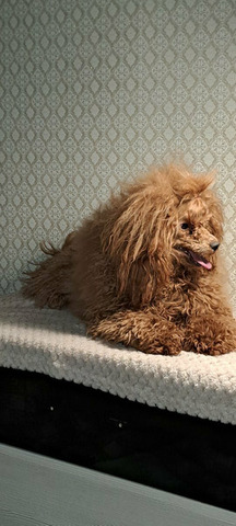 Пудель, раннее бронирование - 3/5