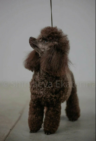 Пудель, раннее бронирование - 4/5