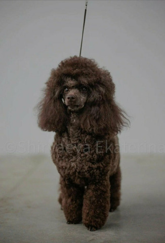 Пудель, раннее бронирование - 5/5