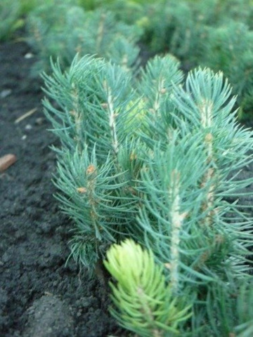 Сеянцы, саженцы хвойных растений из питомника - 1/5