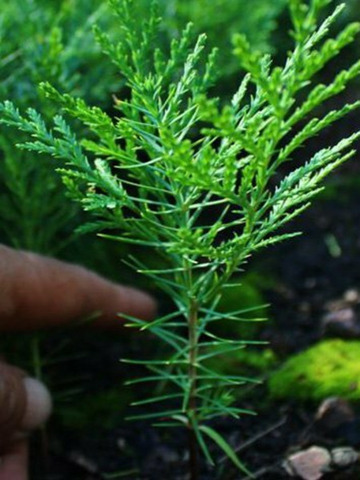 Сеянцы, саженцы хвойных растений из питомника - 2/5