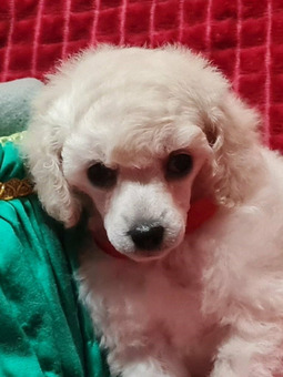 Той пудель девочка белая