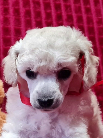 Той пудель девочка белая - 2/4