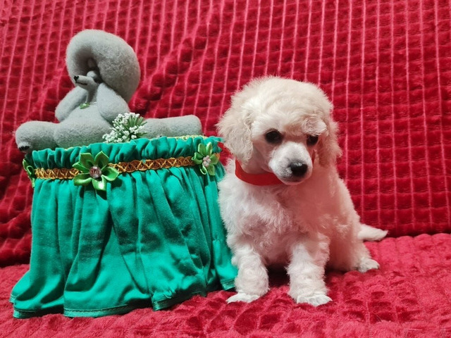 Той пудель девочка белая - 3/4