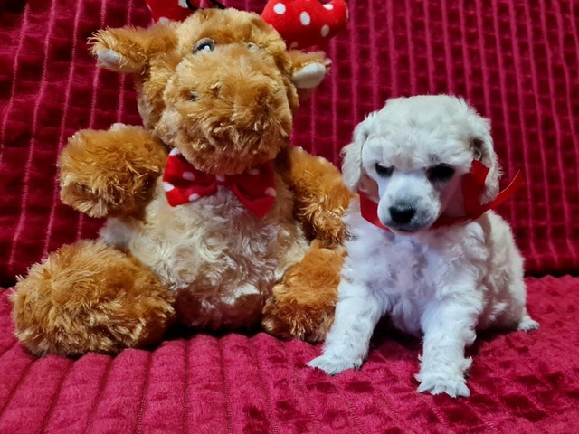 Той пудель девочка белая - 4/4