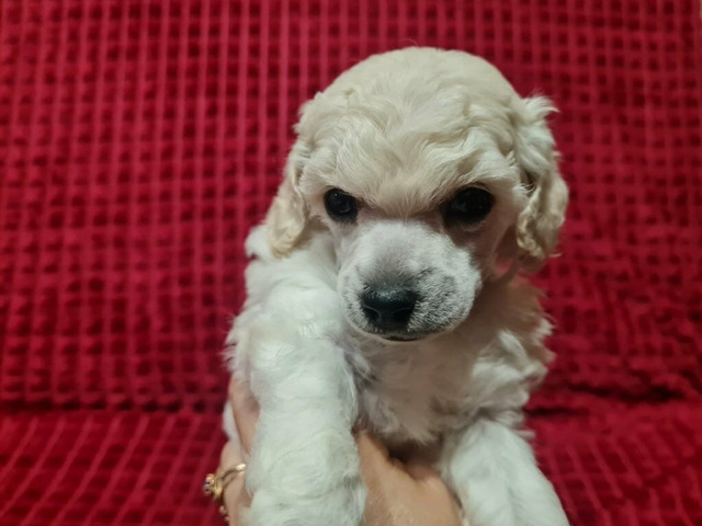 Пудель миниатюрный мальчик белый - 1/4