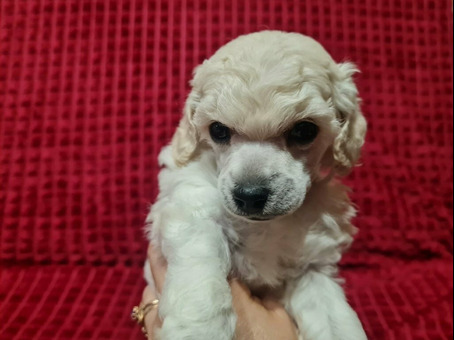 Пудель миниатюрный мальчик белый