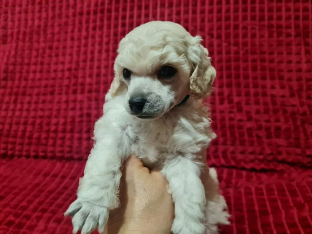 Пудель миниатюрный мальчик белый - 3/4