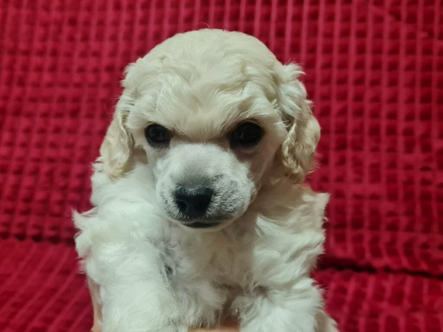 Пудель миниатюрный мальчик белый - 4/4
