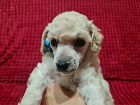 Пудель миниатюрный мальчик белый