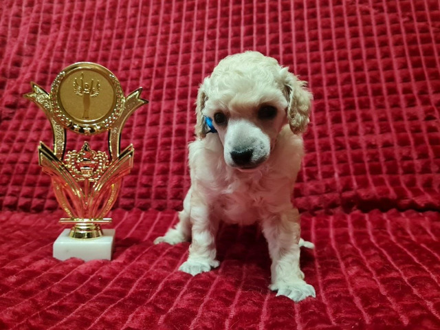 Пудель миниатюрный мальчик белый - 2/4