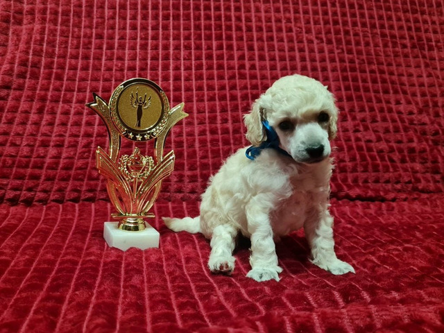 Пудель миниатюрный мальчик белый - 3/4