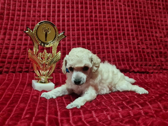 Пудель миниатюрный мальчик белый - 4/4